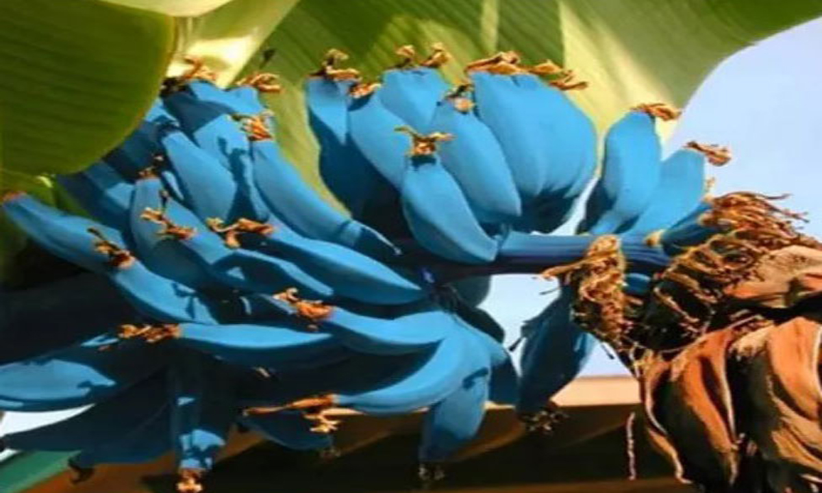 Uniknya Pisang Berkulit Biru Blue Java Banana