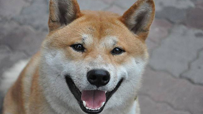 Shiba Inu Jadi Anjing Favorit Jepang