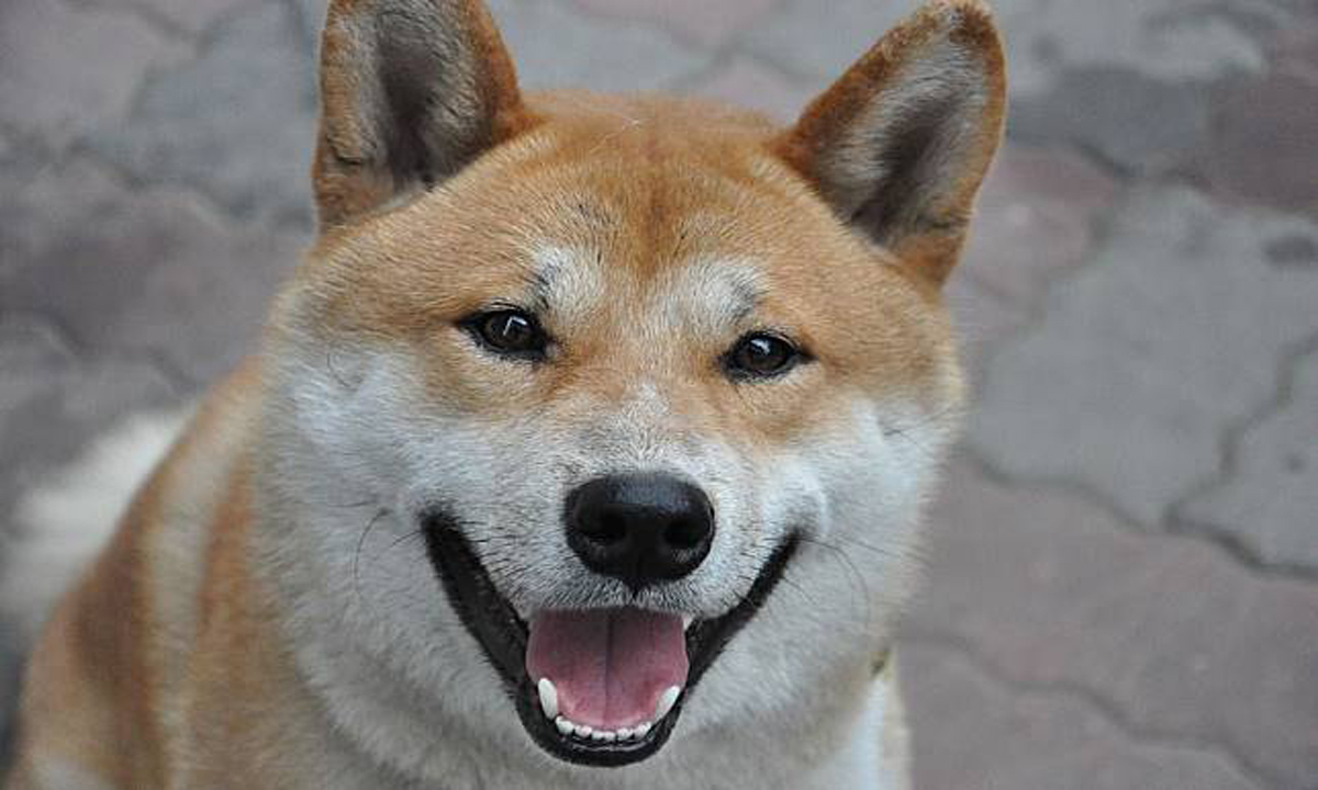 Shiba Inu Jadi Anjing Favorit Jepang