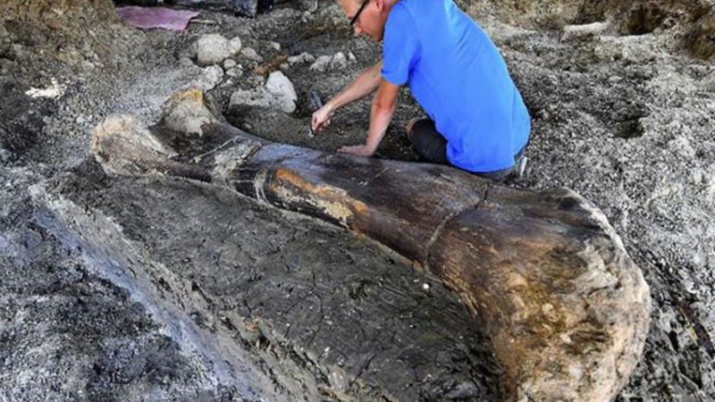 Tulang Paha Dinosaurus Ditemukan Masih Utuh