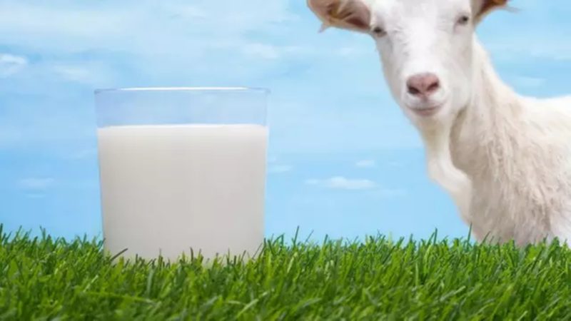 5 Manfaat Susu Kambing Etawa