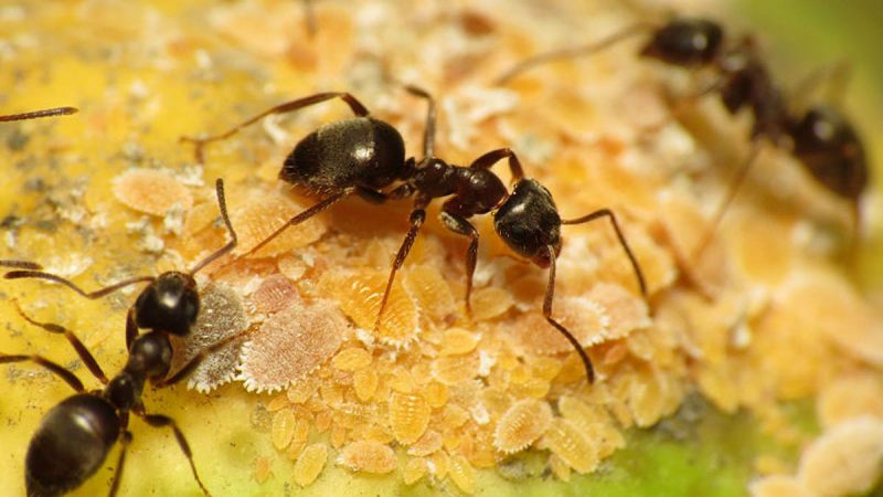 Cara Mengusir Semut Di Rumah