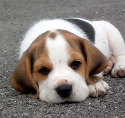Fakta Ilmiah Tentang Anjing Beagle