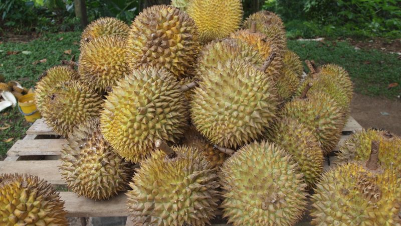 Manfaat Durian bagi Kesehatan Tubuh